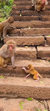 Baby monkey newborn cute animals and mom 12