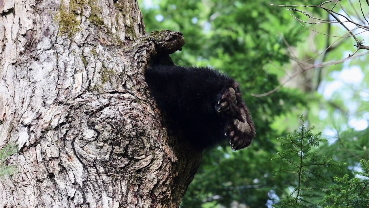 Bear in a Tree