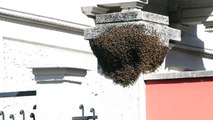 Milano, sciame d'api fuori da scuola