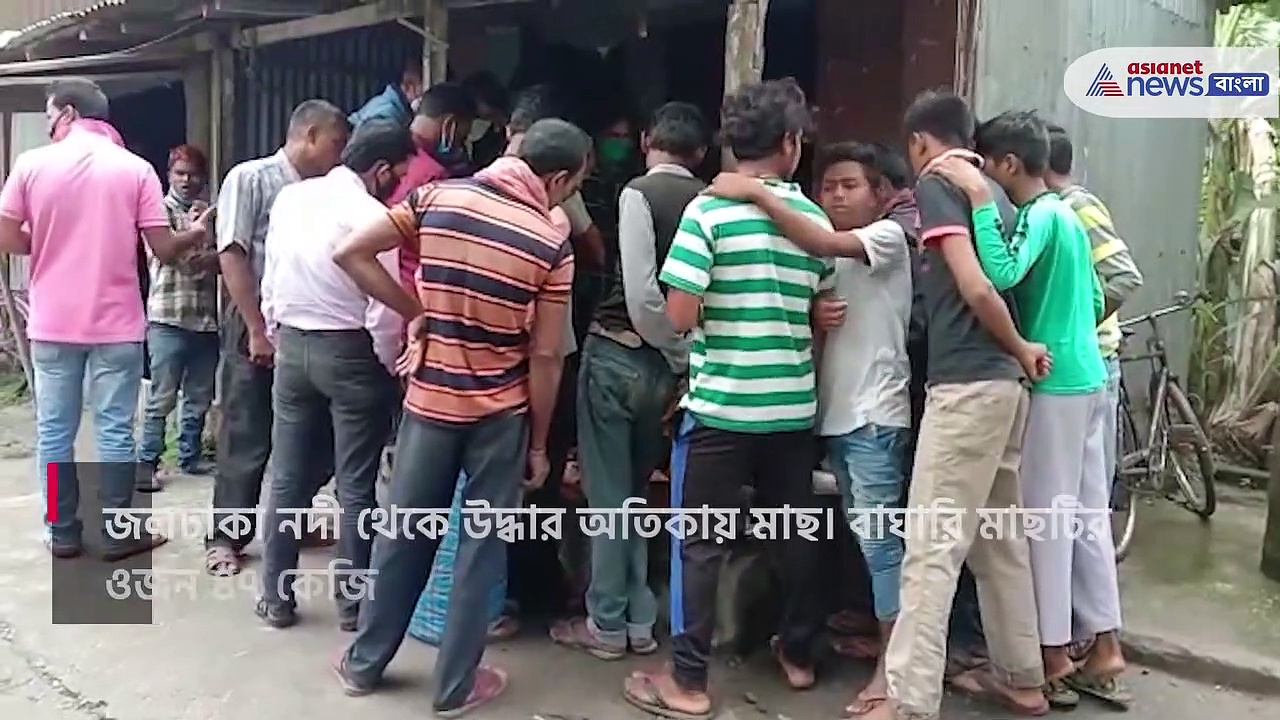 জলঢাকা নদী থেকে উদ্ধার অতিকায় মাছ, ভিডিও ভাইরাল