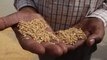 YENİ DELHİ - Hindistan, buğday ihracatını yasakladı