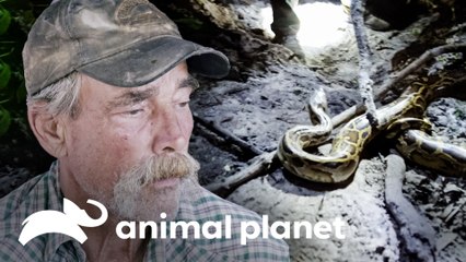 Equipe descobre uma nova subespécie de píton | Caçadores de Pítons | Animal Planet Brasil