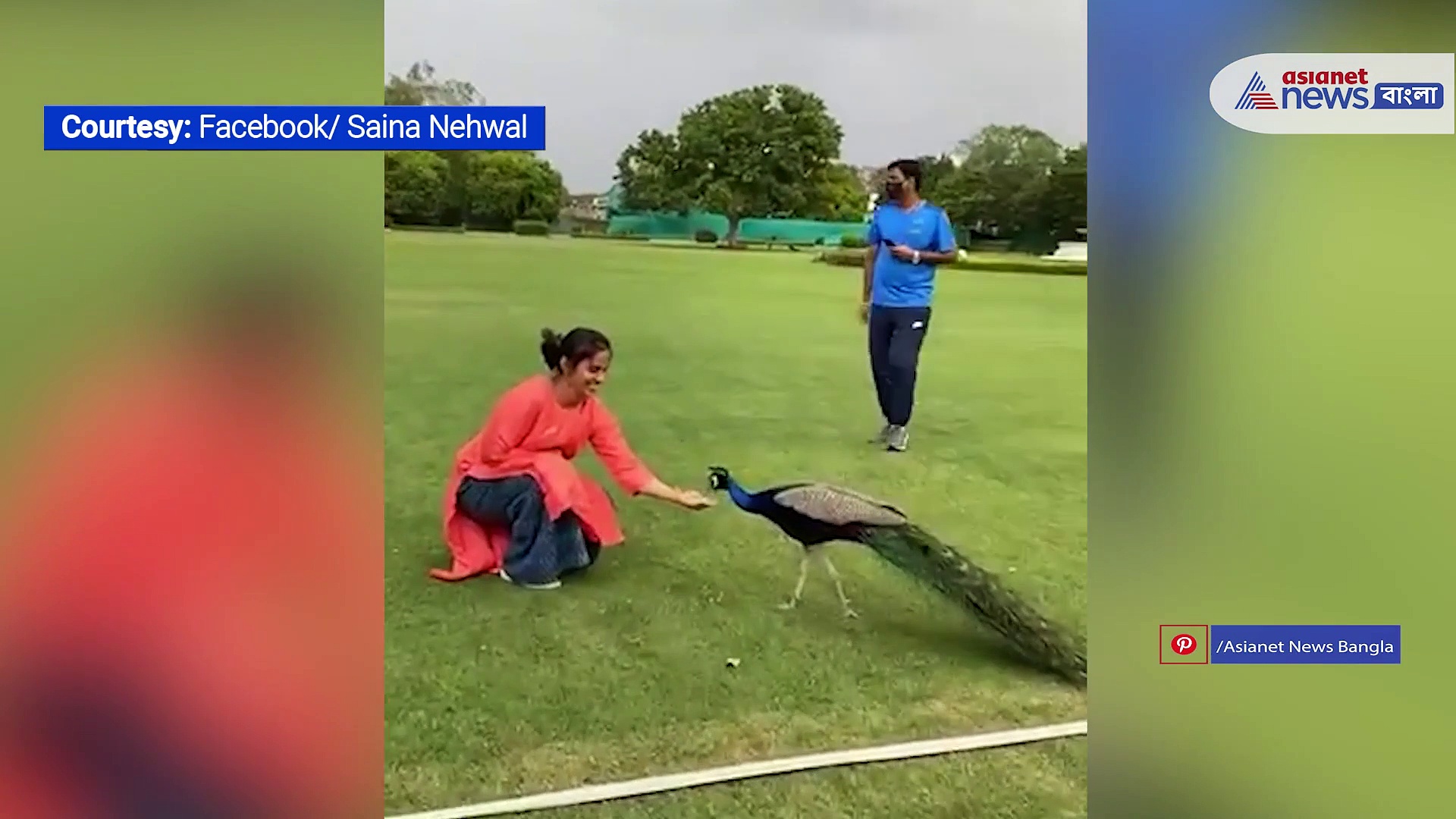 নিজের হাতে খাবার খাওয়াচ্ছেন ময়ূরকে, সাইনা নেওয়ালের নতুন বন্ধু এখন সে
