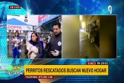 Buscan hogar: perritos fueron rescatados de vivienda en Barranco donde sufrieron maltrato