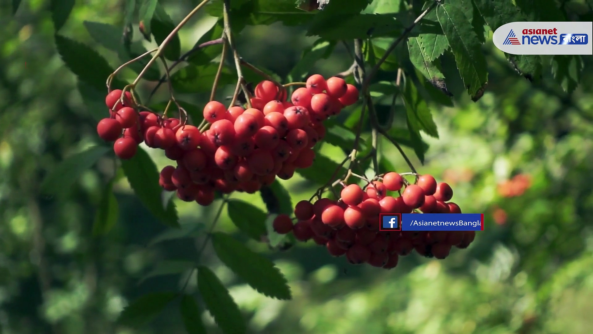 নগ্ন হয়ে প্রবেশ করেন মহিলারা, এই জঙ্গলে পুরুষরা ঢুকলে বড় বিপদ