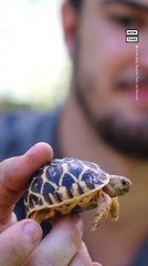 Baby Tortoise Munches on Big Strawberry