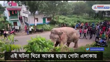 Elephant attack