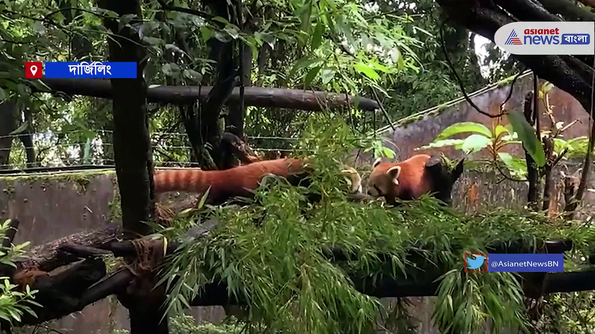 রেড পান্ডা ইয়াশির হাত ধরে দার্জিলিং চিড়িয়াখানায় এল নতুন অতিথি