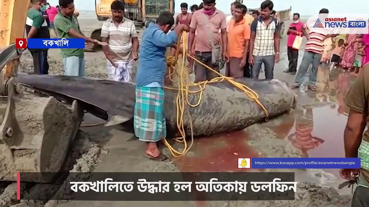 Deadbody of a 20 ft gangetic dolphin found in Bakkhali