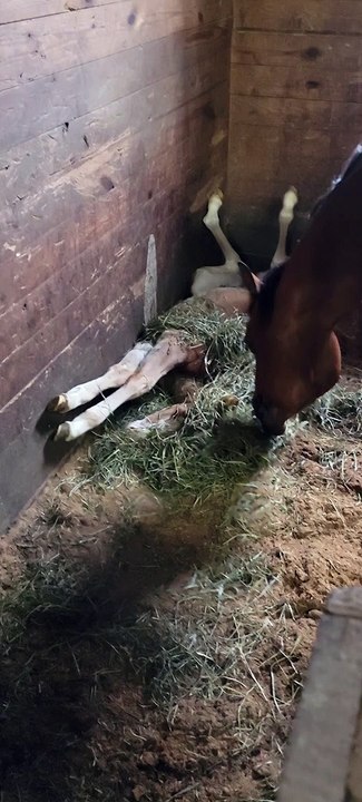 Found Him Sleeping Like This....