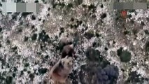 Boz ayı ile yavrularının drone ile imtihanı kameraya yansıdı