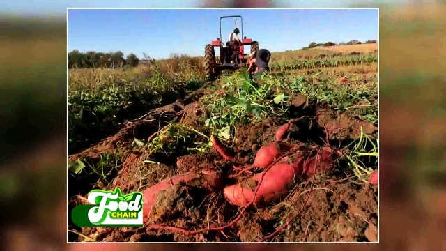 Progress of 1D1F Agric Companies: Story of Dorothy kani company limited - Joy Business(17-5-22