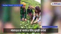 Darshana Banik is in a tea garden