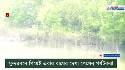 Again tourist have seen Royal Bengal Tiger in Sunderban
