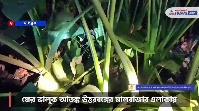 Wild Bear roaming in city instills fear in residents