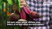 5 health benefits of having beetroot in winter