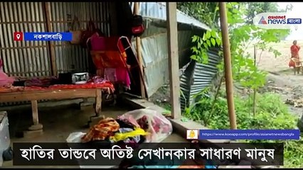 Elephant attack at Naxalbari