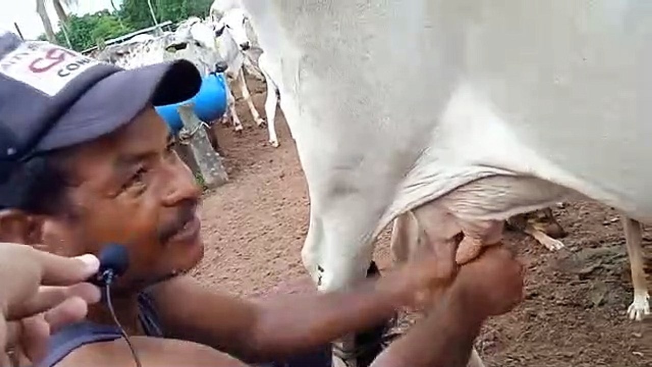 El vaquero que ameniza su jornal cantando vallenato en Cesar