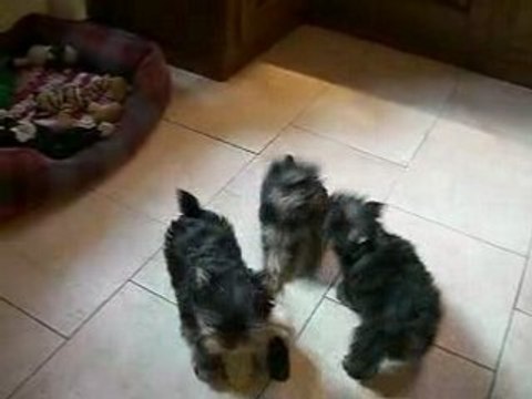 CIMG4827 les chiots s' amusent....