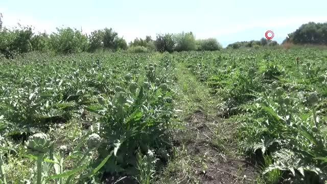 Öğretim üyesi memleketi Hatay'da ilk defa enginar yetiştirdi
