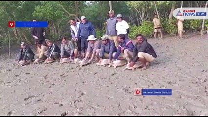 Turtle have been fitted with GPS transmitters