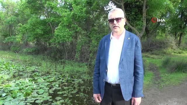 Karacabey'in doğa harikası longoz ormanları ziyaretçilerini bekliyor