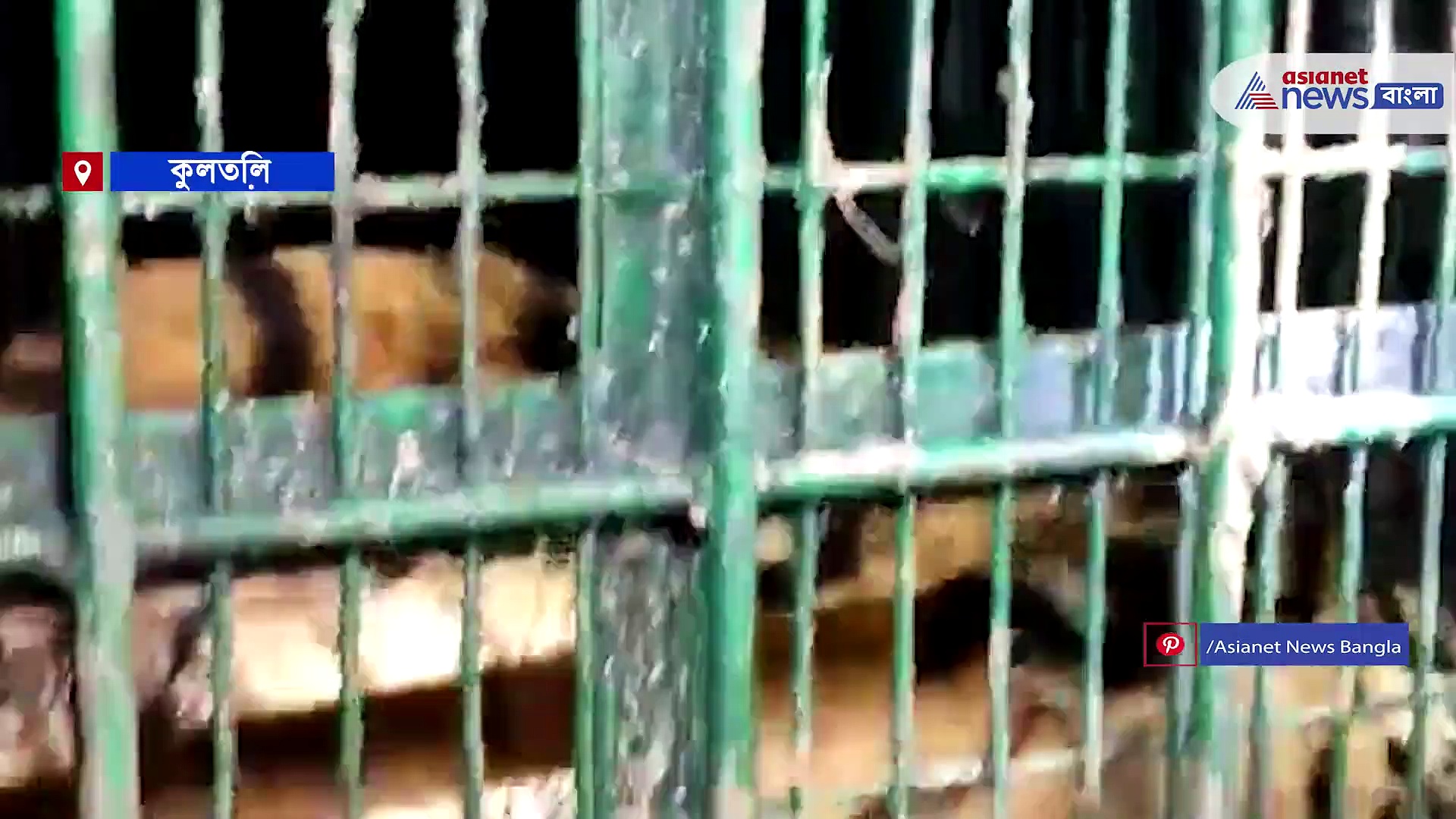 Royal Bengal Tiger: গভীর রাতে বাঘ-এর গর্জন, কুলতলিতে অবশেষে খাঁচাবন্দি বাঘ