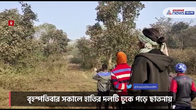 Elephants roaming in city instills fear in residents