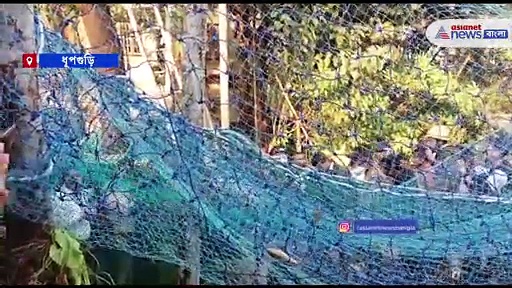 গাছের মাথা থেকে চিতাবাঘ উদ্ধার, রূদ্ধশ্বাস ভিডিও এল সামনে