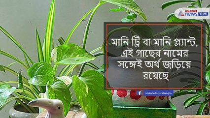 these 5 plants will surely bring good luck