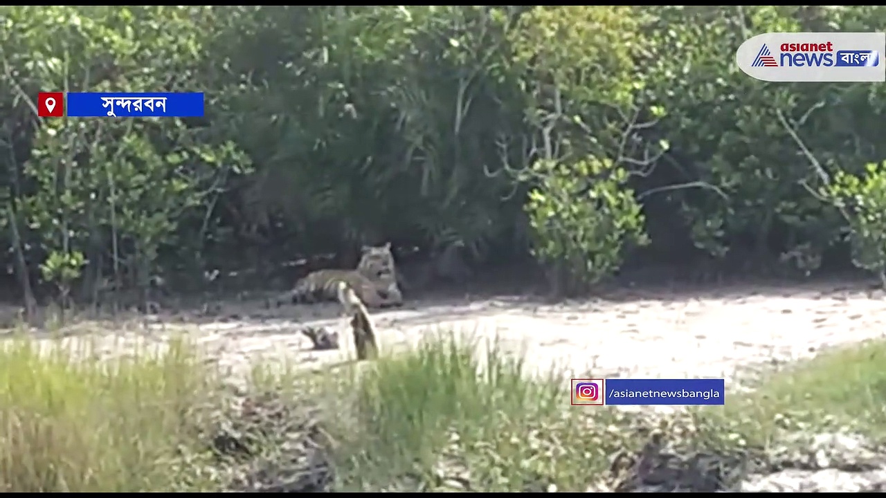 জঙ্গল ছেড়ে নদীর ধারে দক্ষিণরায়, ক্যামেরাবন্দি ভিডিও