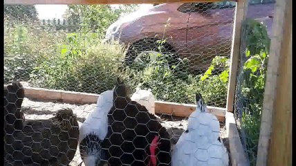 Our Motley Chicken Crew Doing Their Own Thing 20220517