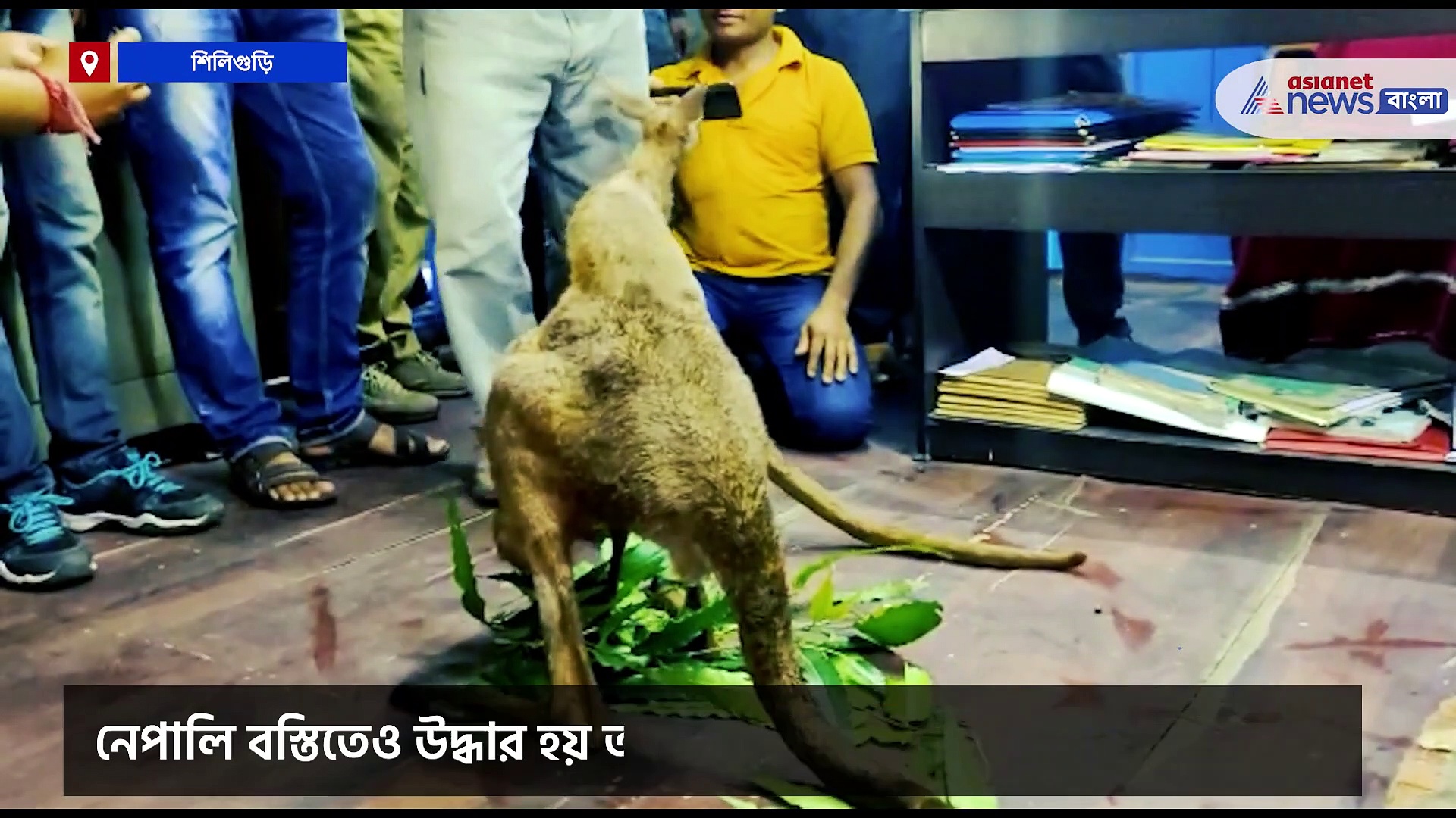 পাচার করতে গিয়ে পুলিশের জালে অস্ট্রেলীয় ক্যাঙারু