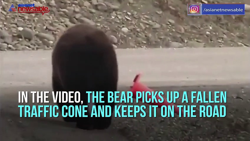 Bear picks up fallen traffic cone and keeps it on the road, watch this viral video