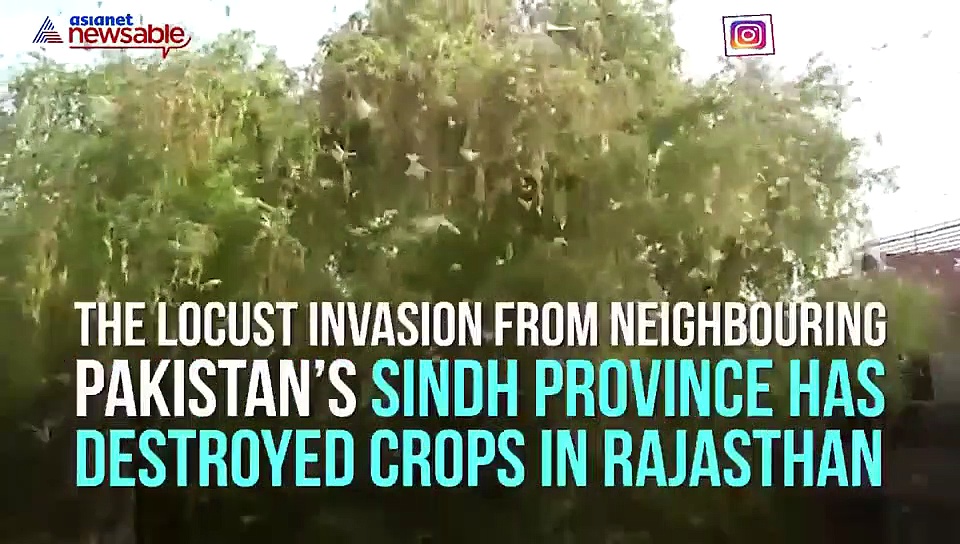 Battling coronavirus crisis Rajasthan faces locust invasion