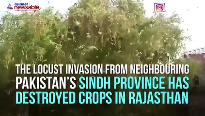Rajasthan locust invasion