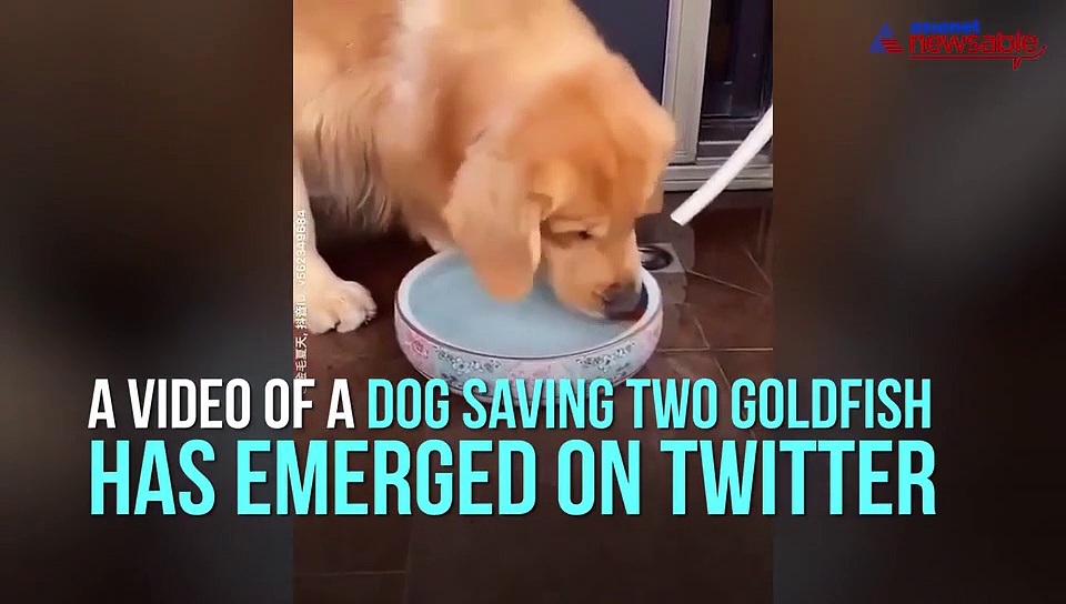Dog saves two goldfish by putting it back in water; video goes viral