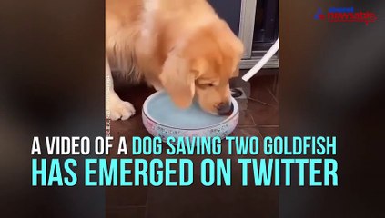 Dog saves goldfishes