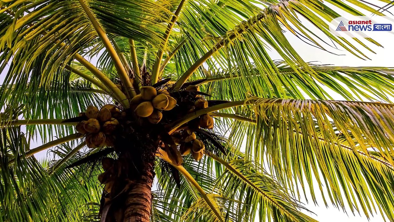 Benefits of using coconut oil