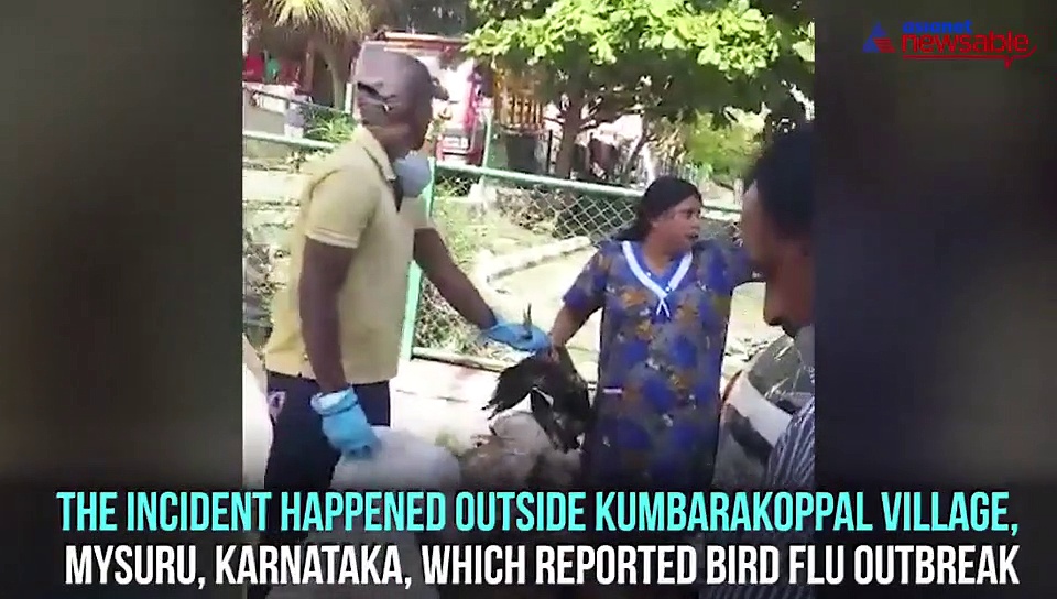 Woman begs authorities to spare her pet rooster from culling, her cries will tug at your heart strings