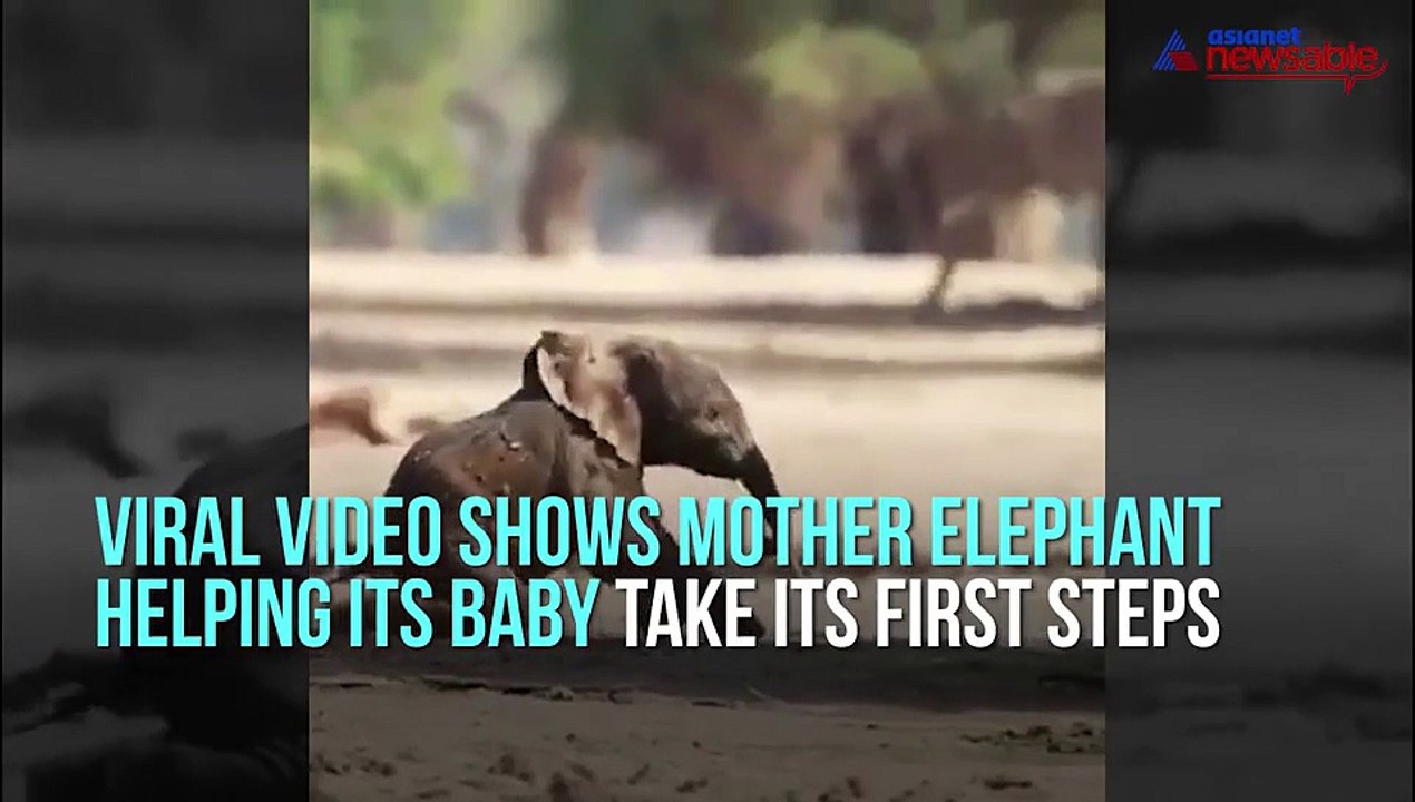 Elephant