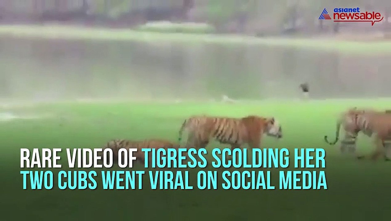 Tigress Cubs
