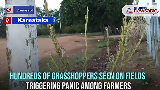 Hundreds of insects in Kolar farms: Karnataka farmers worried of locust attack