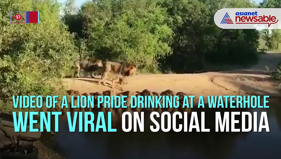 Rare video of a lion pride drinking at a waterhole together goes viral