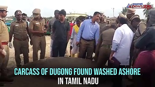 Carcass of Dugong found washed ashore in Tamil Nadu’s Azhagankulam