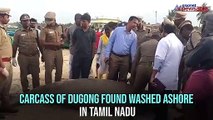 Tamil Nadu Dugong carcass