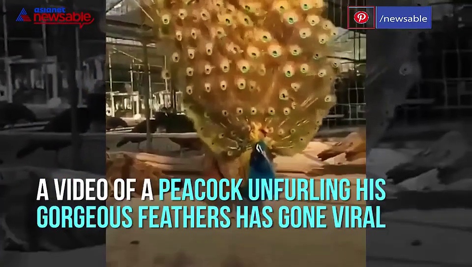 Peacock unfurls feathers to impress peahen; a sight to behold