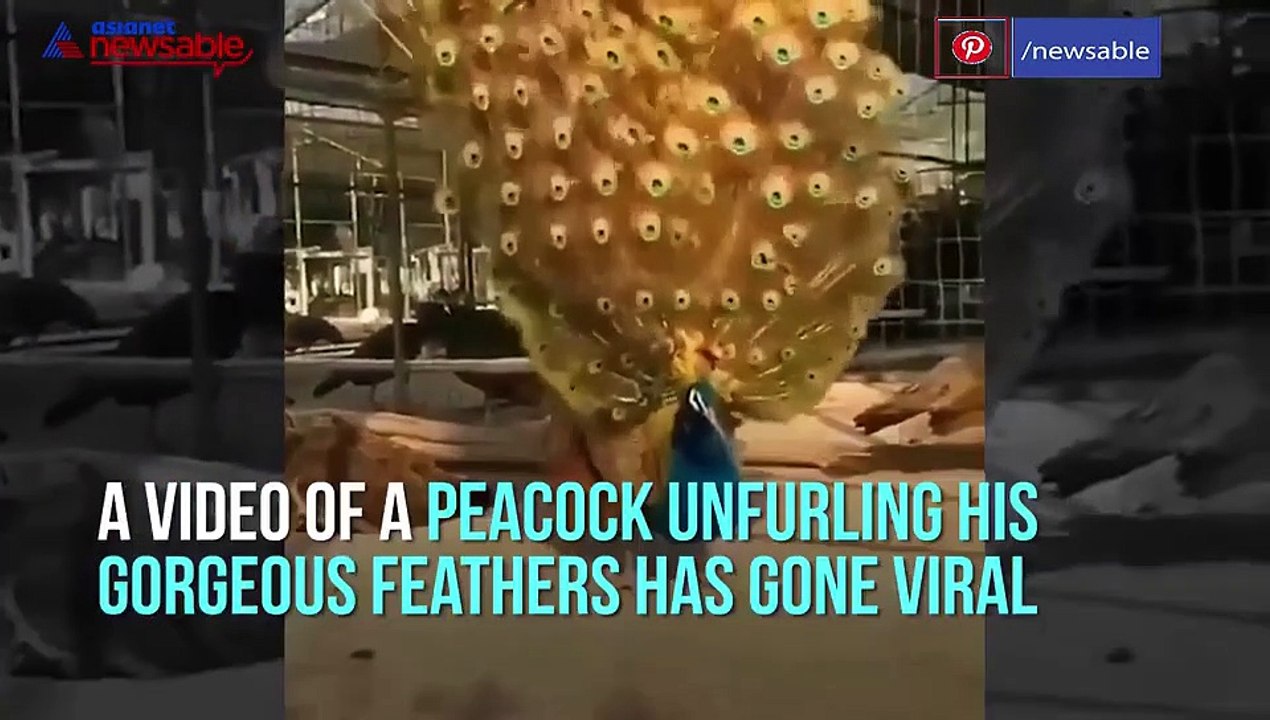 Peacock Dance
