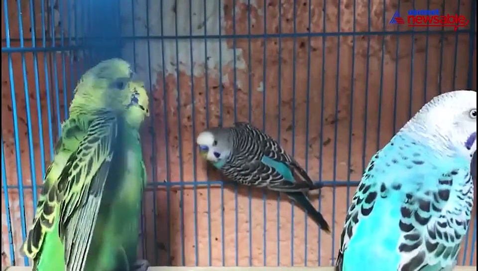 Bengaluru pet store owner sets example, cares for caged animals as lockdown extends