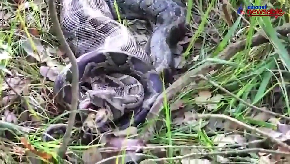 Video of python swallowing deer goes viral on social media